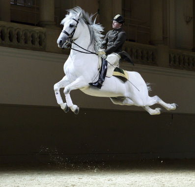 rider and horse